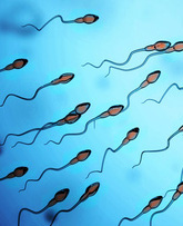 ДНК спермограммы